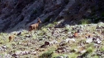 Koruma altındaki yaban keçileri görüntülendi - KAYSERİ