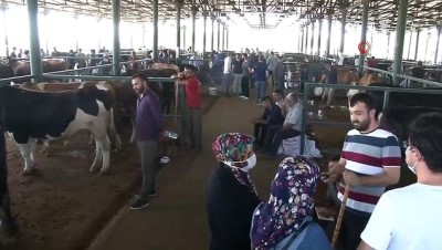 keci -  Kurban pazarında Covid-19 etkisi Videosu