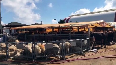 hayvan pazari - Kurbanlıkların çoğu satıldı - İSTANBUL Videosu