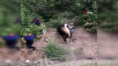 kurbanlik hayvan -  Amasya'da kaçan kurbanlıklar vatandaşa alanı dar etti Videosu