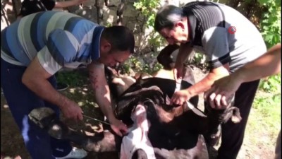 kurbanlik hayvan -  Erzincan’da acemi kasaplar hastaneye akın etti Videosu