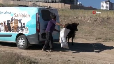  Sahiplerinin elinden kaçan kurbanlık dana tehlikeli anlar yaşattı...'Gel kurban olduğum'