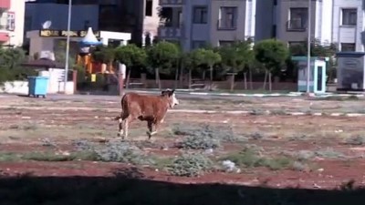 Şanıurfa'da kaçan kurbanlıklar zor anlar yaşattı