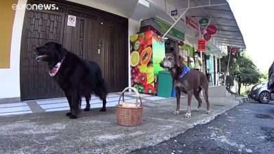 Covid-19 döneminde sahibinin marketinde iş başı yapan köpek Eros