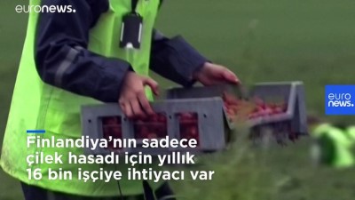 Finlandiyalılar, yabancı işçiler gelemeyince 22 yıl sonra çilek tarlalarına geri döndü