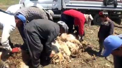 koyun kirkma -  Günde 450 TL’ye koyun kırkıyorlar Videosu