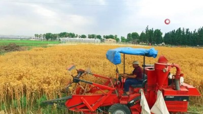 sparta -  Şanlıurfalı çiftçiler için yeni alternatif ürün geliştirildi Videosu