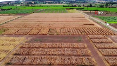 sedimantasyon -  Yerli ve milli buğday tohumu 'kirve' tanıtıldı Videosu