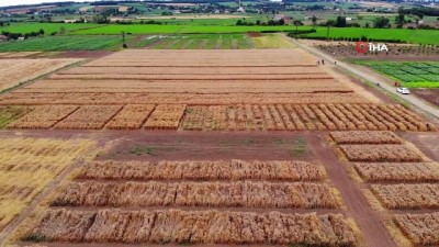  Yerli ve milli buğday tohumu 'kirve' tanıtıldı