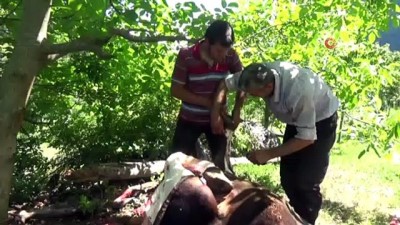 cami bahcesi -  Artvin Yanıklı köyünde 300 yıllık kurban geleneği yaşatılıyor Videosu