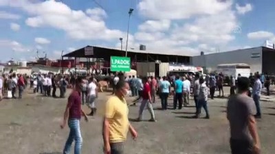 Kızgın boğa paniğe neden oldu - İSTANBUL