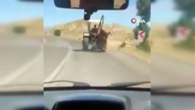 hassasiyet -  Kurbanlık ineği traktöre asarak trafikte ilerleyen kişi cezalandırıldı Videosu