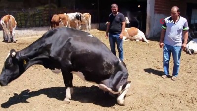 hasta hayvanlar -  Manisa’da bir anda başlayan hayvan telefleri korkuttu Videosu