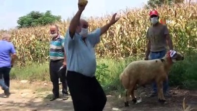 misir tarlasi -  Adana'da mısır hasadı davul zurna ve dualar eşliğinde başladı Videosu