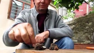 truf mantari -  Amanos Dağlarında dünyanın en pahalı “trüf” mantarını buldular Videosu