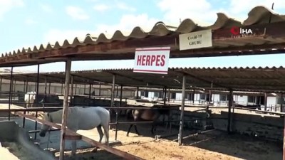 borat -  Atlar Covid-19’un antikorunu üretti Videosu