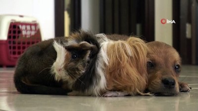 kopek -  Gine domuzuyla, yavru köpeğin dostluğu görenleri şaşırtıyor Videosu