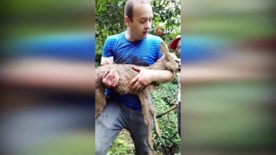 findik toplama -  Köpeklerin saldırısına uğrayan yavru karaca kurtarılamadı Videosu