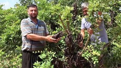 hirsiz -  Üretici, hırsız korkusu ile keçiboynuzunu 1 ay erken hasat etti Videosu