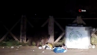 ormana -  Aç kalan ayı çöpleri böyle karıştırdı Videosu