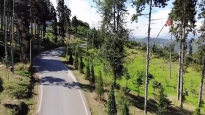 orman alani -  Atatürk Köşkü Ormanı yeniden yeşilleniyor Videosu