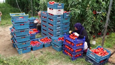  Isparta’da domates ve karanfil hasadı devam ediyor