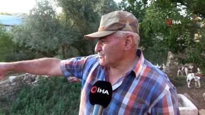 zindik -  Köye inen ayılar 2 bin liralık bal yedi, görüntüler kameralara yansıdı Videosu