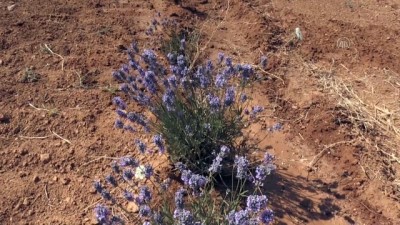 sifali bitki - Lavanta yetiştiriciliği bozkırın topraklarında üniversite desteğiyle yaygınlaştırılacak - KIRŞEHİR Videosu