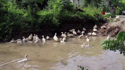 aile ekonomisi -  Ordu’da Pekin ördeğinin ilk civcivleri çıktı Videosu