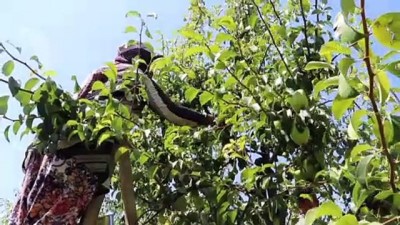 mazlum - Çiftçiler Suriye'ye 4 yardım tırı gönderdi - BURSA Videosu