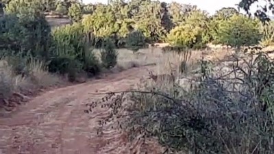 dogal yasam alani - Doğal alanda karaca görüntülendi - KARABÜK Videosu