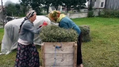 cay fabrikasi - Trabzonlu 'Tatlı' çifti ilerlemiş yaşlarına rağmen gençlere taş çıkartıyor Videosu