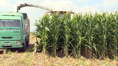 misir tarlasi - Türkiye'de en fazla silajlık mısırın yetiştiği İzmir'de hasat başladı Videosu
