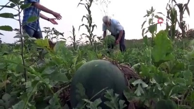 misir tarlasi -  Yedikleri karpuzdan çıkan çekirdekleri dikip, karpuz bahçesi yaptılar Videosu