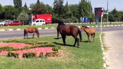 ilginc goruntu -  Yılkı atları şehre indi, sürücüler şaşkına döndü Videosu