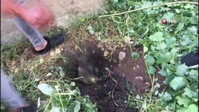 kopek -  Atık su borusunda mahsur kalan yavru köpeği böyle kurtardı Videosu