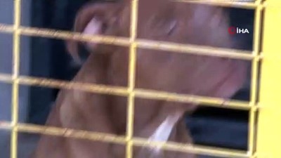para cezasi -  Bu hayvanlar yakalandıklarında ömür boyu barınakta kalıyor Videosu