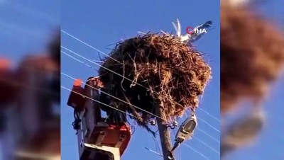 elektrik diregi -  Enerji timleri bu kez leylek kurtardı Videosu