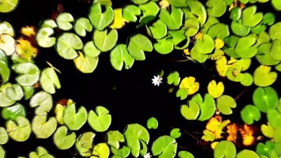 nilufer - Eşsiz güzelliğe sahip nilüferler suda görsel şölen sunuyor - KONYA Videosu