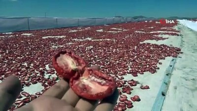 domates tarlasi -  Niğde’de üretilen kuru domatesler 6 ülkeye ihraç ediliyor Videosu