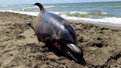 yunus baligi -  Ölü yunus balığı karaya vurdu Videosu