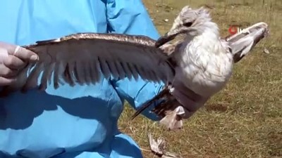 ekolojik -  Tedirgin eden martı ölümlerinin sebebi ortaya çıktı Videosu