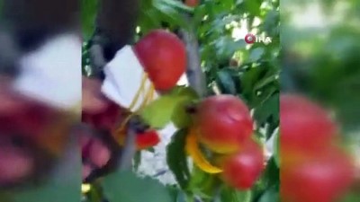 bulduk -  Yediği meyvenin parasını ağaca astı Videosu