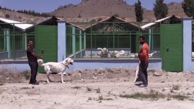 coban kopegi - 'En iyi sürü bekçi köpeği' modern tesiste yetiştirilecek - ESKİŞEHİR Videosu