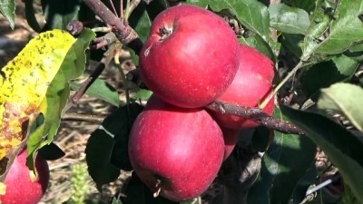 kazanci - Erkenci yaz elması kalitesi ve fiyatıyla üreticisini sevindiriyor - MERSİN Videosu