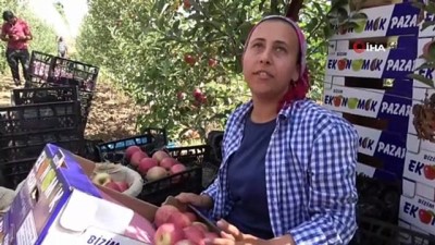 toptanci hali -  Köylüler, ihracat kapısını turfanda bodur elma ile araladı Videosu
