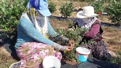 mersin -  Bursa'nın Orhaneli ilçesinde yetişen yaban mersininde hasat devam ediyor Videosu