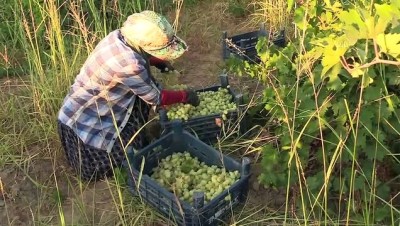 bag bozumu - Doğu Akdeniz'in üzüm cennetinde 'bağ bozumu' heyecanı - HATAY Videosu