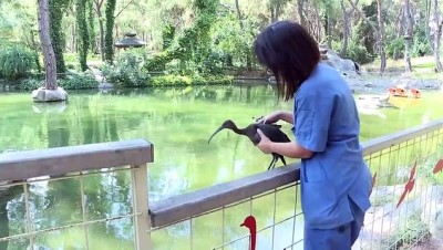 yavru leylek - Karga Rıfkı kendisini iyileştiren hayvanat bahçesinin maskotu oldu - ANTALYA Videosu