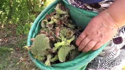 dunya pazari - Tarım ve Orman Bakanlığının örnek fındık bahçeleri yüz güldürüyor - ORDU Videosu